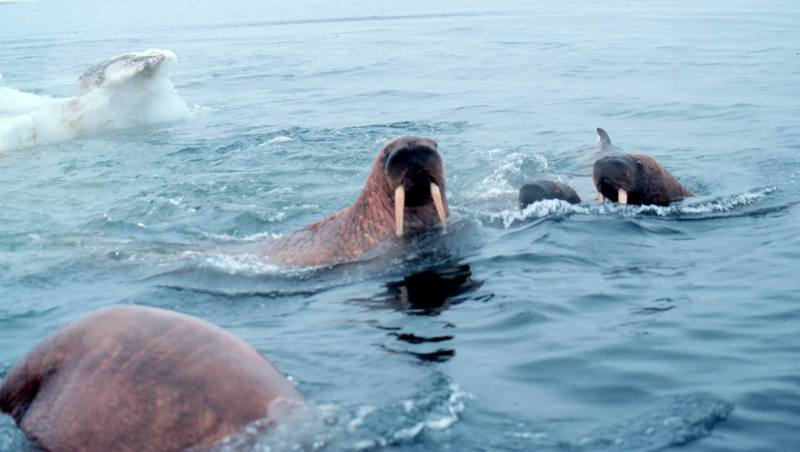 Pacific Walrus (Odobenus rosmarus divergens) {!--태평양 바다코끼리-->; DISPLAY FULL IMAGE.