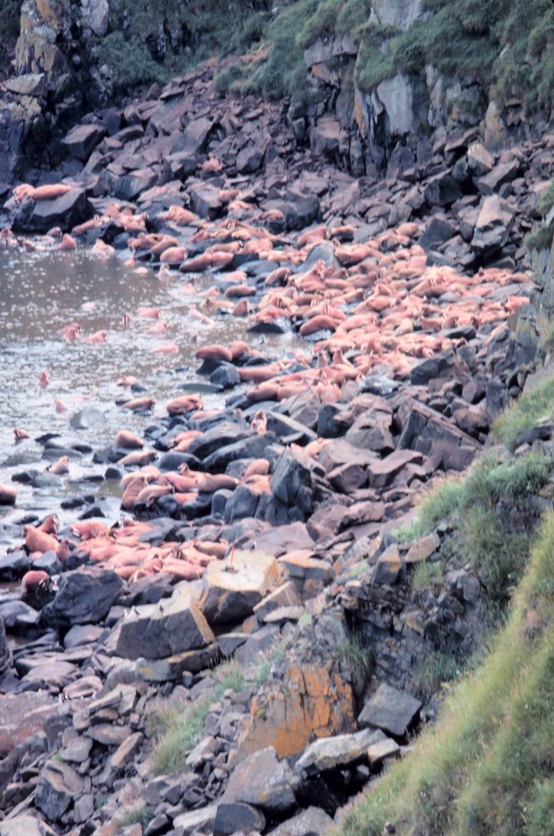 Pacific Walrus herd (Odobenus rosmarus divergens) {!--태평양 바다코끼리-->; DISPLAY FULL IMAGE.