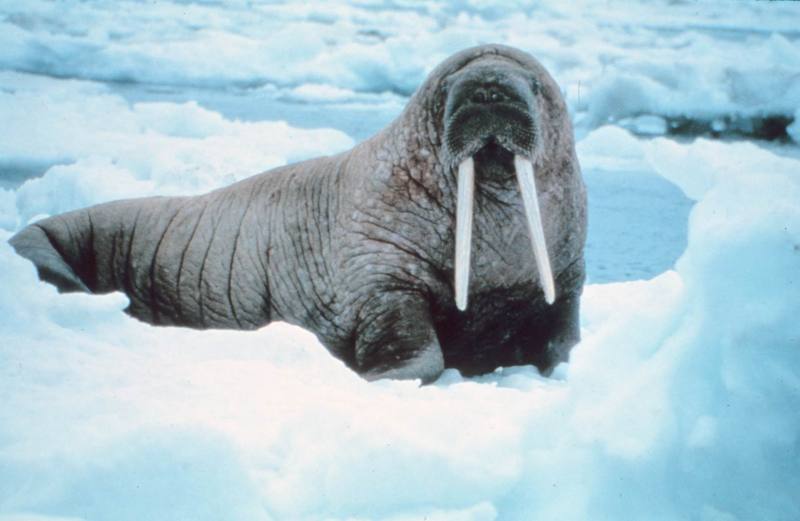 Pacific Walrus (Odobenus rosmarus divergens) {!--태평양 바다코끼리-->; DISPLAY FULL IMAGE.