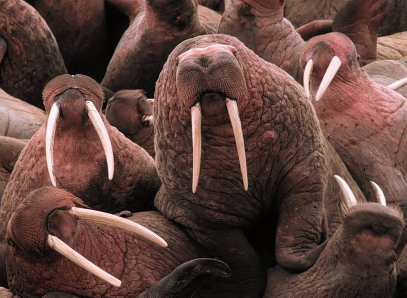 Pacific Walrus herd (Odobenus rosmarus divergens) {!--태평양 바다코끼리-->; DISPLAY FULL IMAGE.