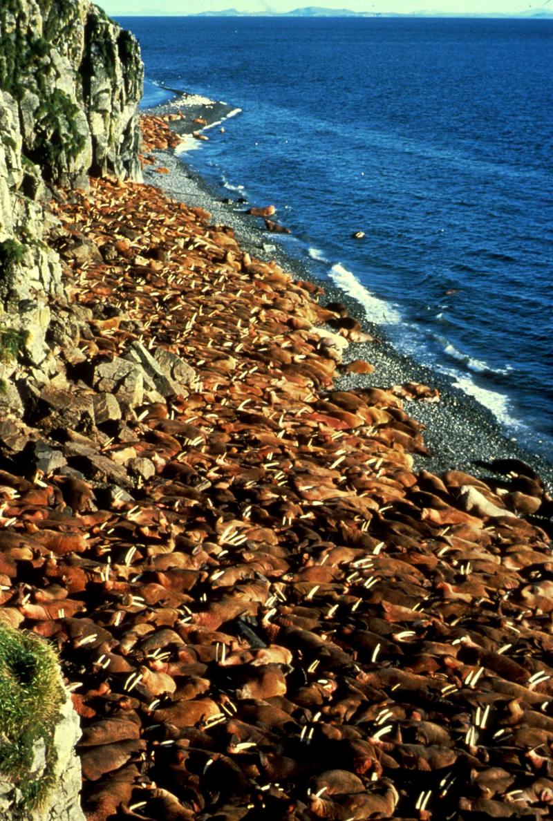 Walrus herd (Odobenus rosmarus) {!--바다코끼리-->; DISPLAY FULL IMAGE.
