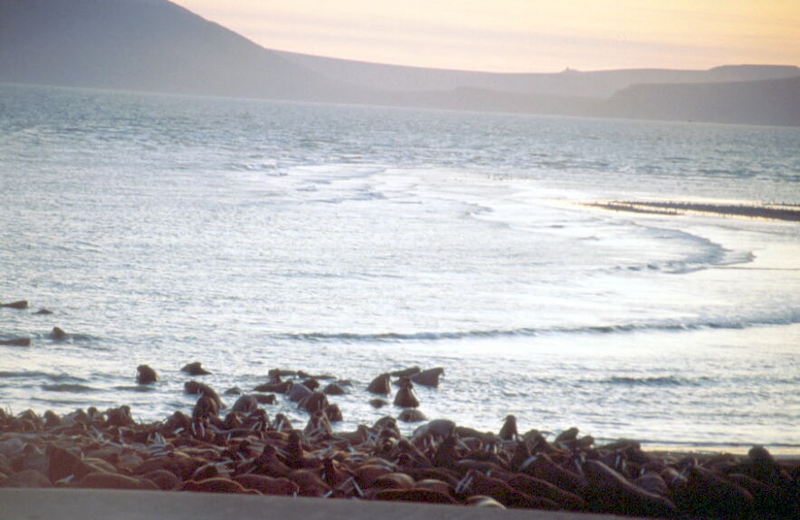Walrus herd (Odobenus rosmarus) {!--바다코끼리-->; DISPLAY FULL IMAGE.
