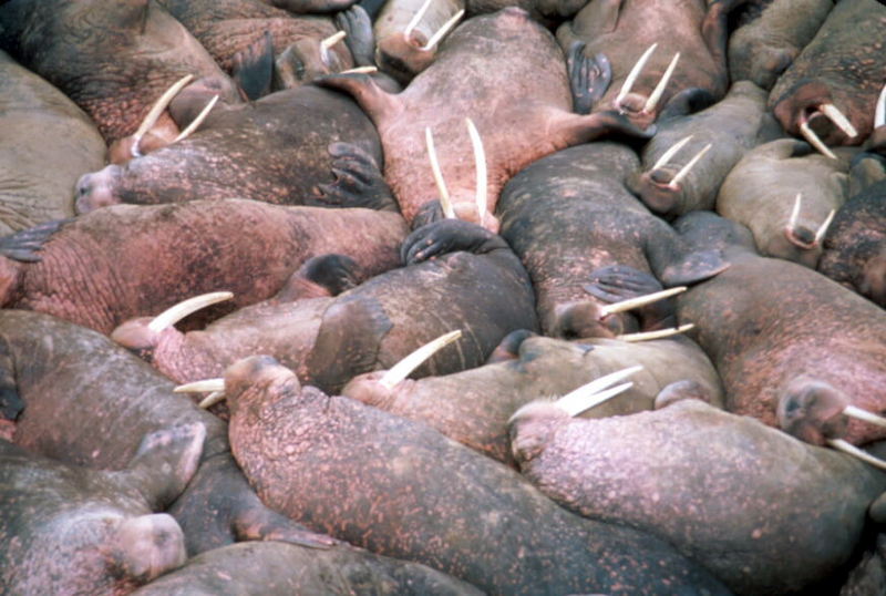 Walrus herd (Odobenus rosmarus) {!--바다코끼리-->; DISPLAY FULL IMAGE.