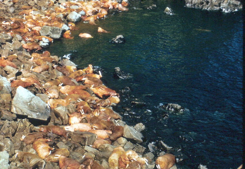 Walrus herd (Odobenus rosmarus) {!--바다코끼리-->; DISPLAY FULL IMAGE.