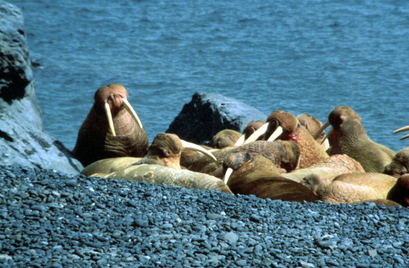 Walrus herd (Odobenus rosmarus) {!--바다코끼리-->; DISPLAY FULL IMAGE.