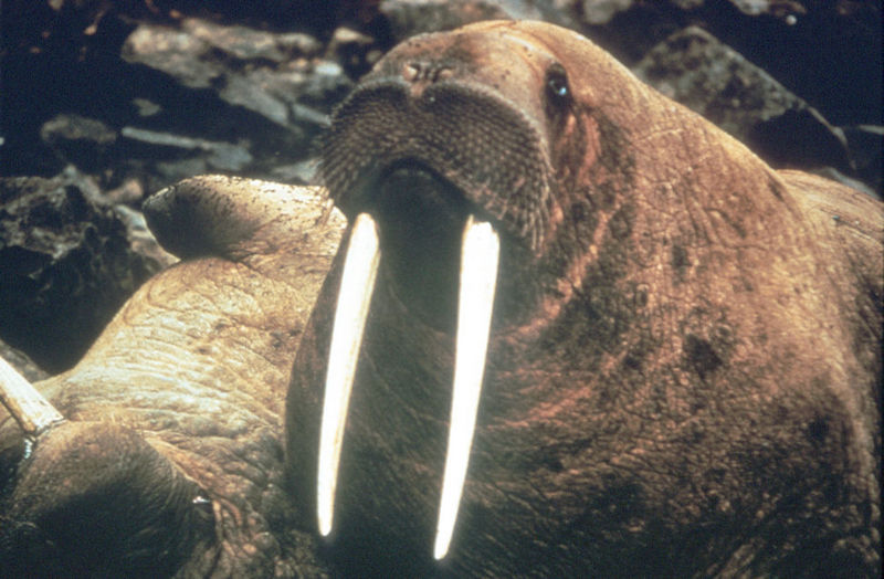 Walrus (Odobenus rosmarus) {!--바다코끼리-->; DISPLAY FULL IMAGE.