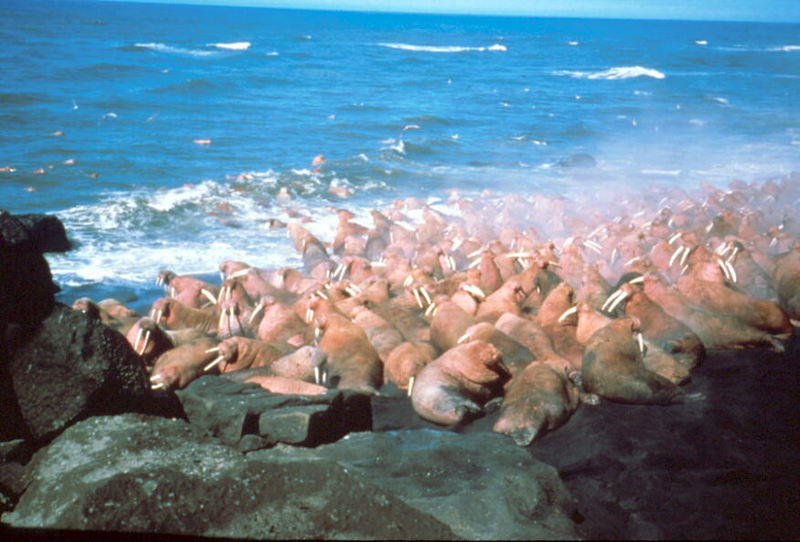 Walrus herd (Odobenus rosmarus) {!--바다코끼리-->; DISPLAY FULL IMAGE.