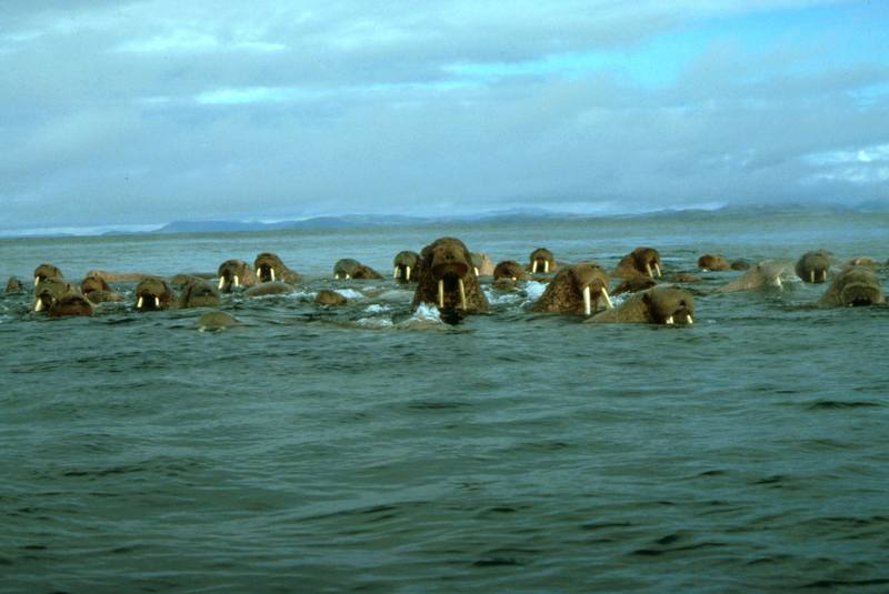 Walrus herd (Odobenus rosmarus) {!--바다코끼리-->; DISPLAY FULL IMAGE.