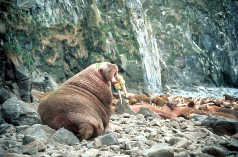 Walrus (Odobenus rosmarus) {!--바다코끼리-->; DISPLAY FULL IMAGE.