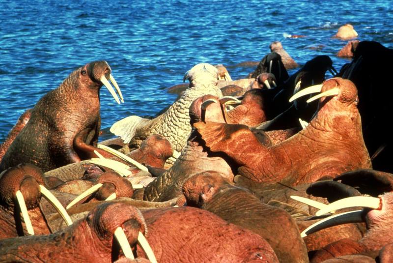 Walrus herd (Odobenus rosmarus) {!--바다코끼리-->; DISPLAY FULL IMAGE.