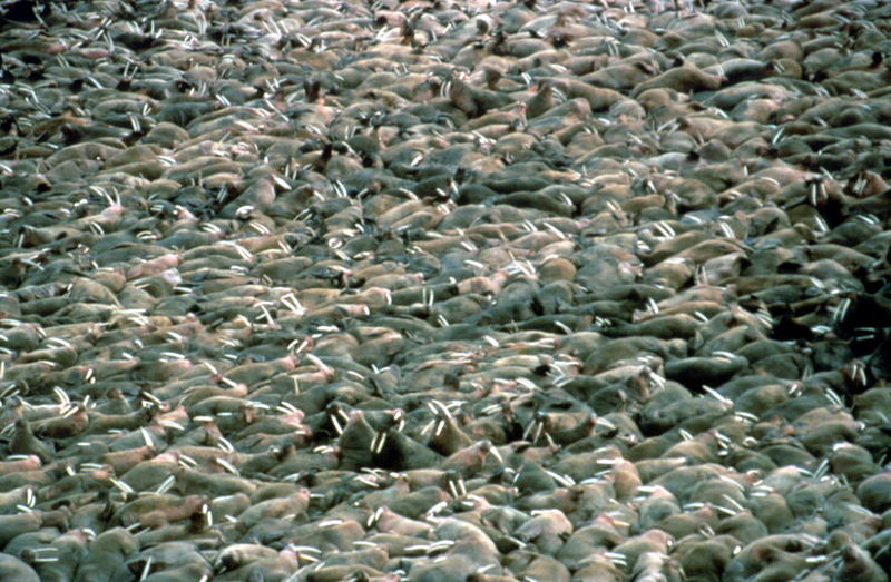 Walrus colony (Odobenus rosmarus) {!--바다코끼리-->; DISPLAY FULL IMAGE.