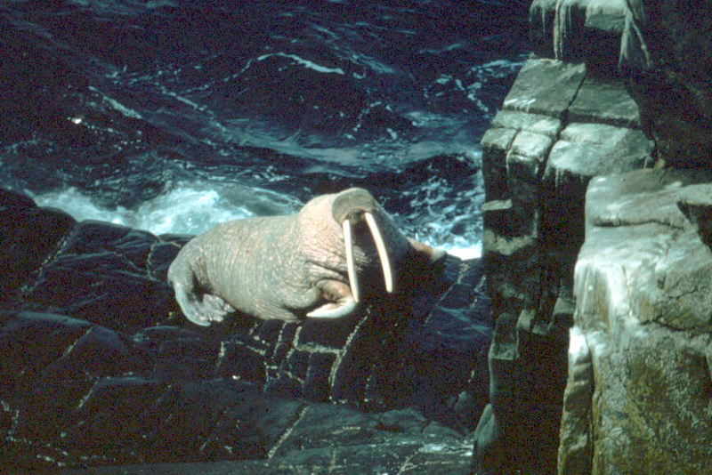 Walrus (Odobenus rosmarus) {!--바다코끼리-->; DISPLAY FULL IMAGE.
