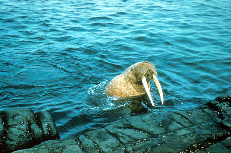 Walrus (Odobenus rosmarus) {!--바다코끼리-->; DISPLAY FULL IMAGE.