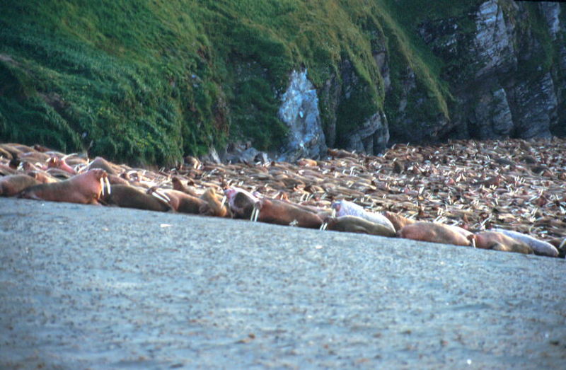 Walrus herd (Odobenus rosmarus) {!--바다코끼리-->; DISPLAY FULL IMAGE.