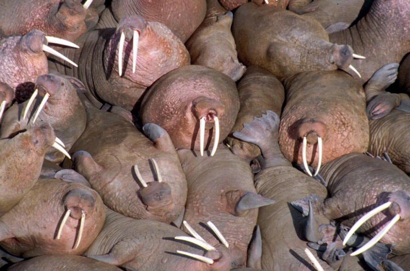 Walrus herd (Odobenus rosmarus) {!--바다코끼리-->; DISPLAY FULL IMAGE.
