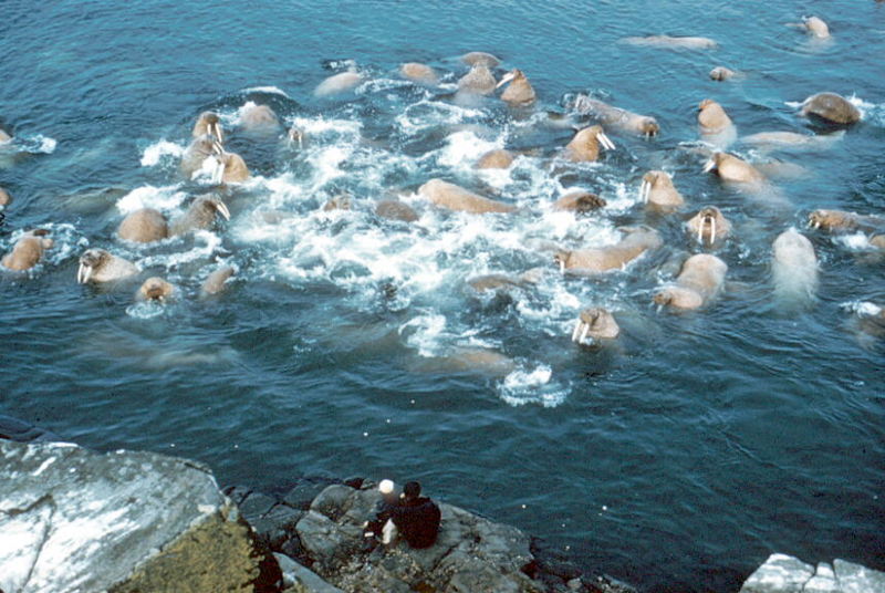 Walrus herd (Odobenus rosmarus) {!--바다코끼리-->; DISPLAY FULL IMAGE.