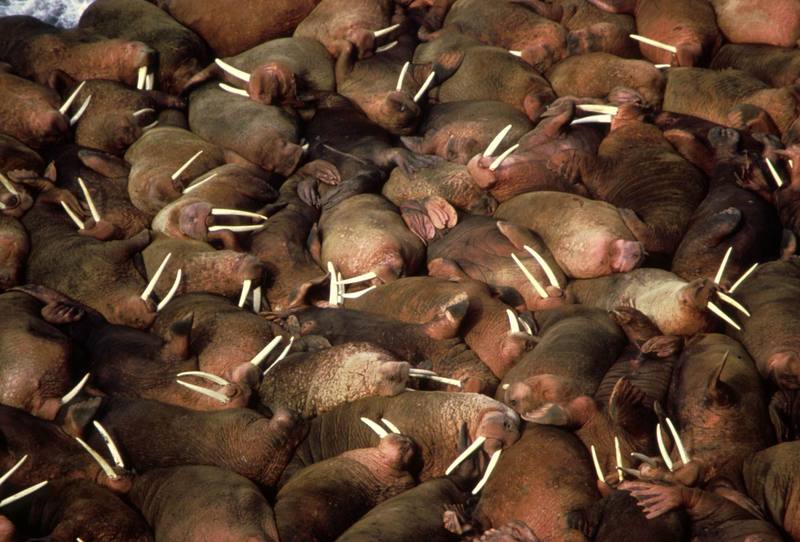 Walrus herd (Odobenus rosmarus) {!--바다코끼리-->; DISPLAY FULL IMAGE.