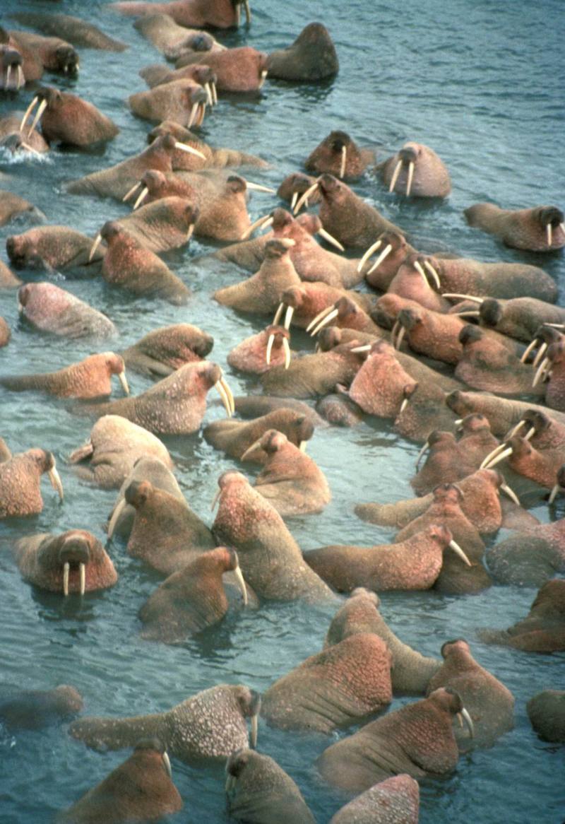 Walrus herd (Odobenus rosmarus) {!--바다코끼리-->; DISPLAY FULL IMAGE.