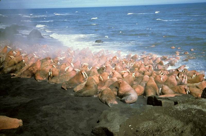 Walrus herd (Odobenus rosmarus) {!--바다코끼리-->; DISPLAY FULL IMAGE.