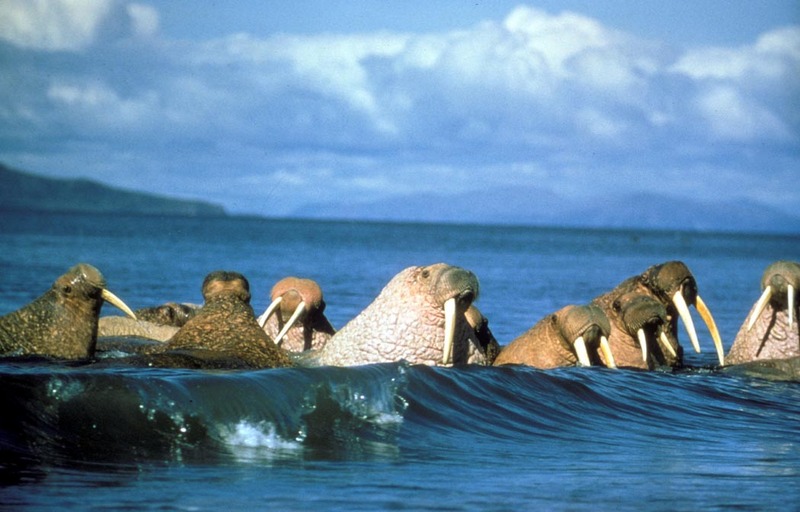 Walrus herd (Odobenus rosmarus) {!--바다코끼리-->; DISPLAY FULL IMAGE.