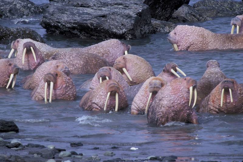 Walrus herd (Odobenus rosmarus) {!--바다코끼리-->; DISPLAY FULL IMAGE.
