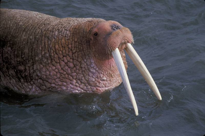 Walrus (Odobenus rosmarus) {!--바다코끼리-->; DISPLAY FULL IMAGE.