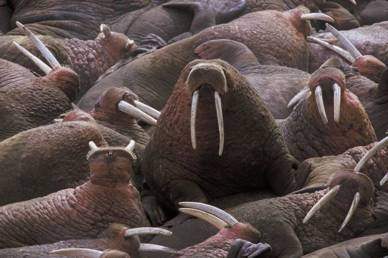 Walrus herd (Odobenus rosmarus) {!--바다코끼리-->; DISPLAY FULL IMAGE.