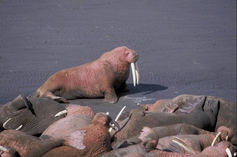 Walrus herd (Odobenus rosmarus) {!--바다코끼리-->; DISPLAY FULL IMAGE.