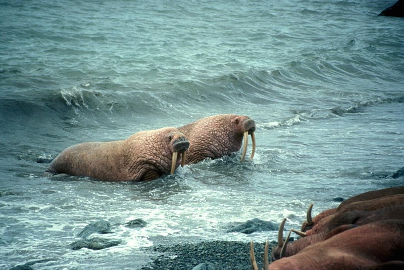 Walrus pair (Odobenus rosmarus) {!--바다코끼리-->; DISPLAY FULL IMAGE.