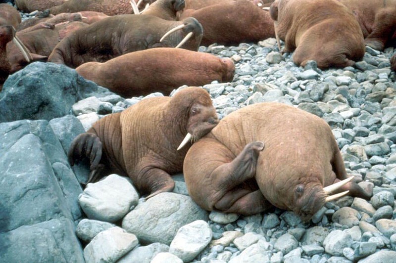 Walrus pair (Odobenus rosmarus) {!--바다코끼리-->; DISPLAY FULL IMAGE.