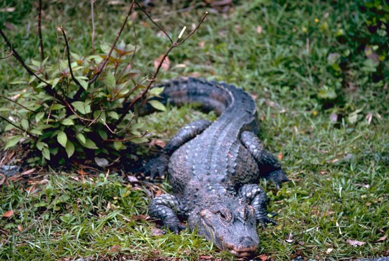 Chinese Alligator (Alligator sinensis) {!--양자강악어/중국악어-->; DISPLAY FULL IMAGE.