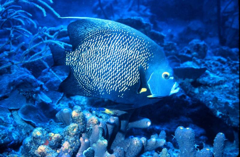 French Angelfish (Pomacanthus paru) {!--프랑스신선돔-->; DISPLAY FULL IMAGE.