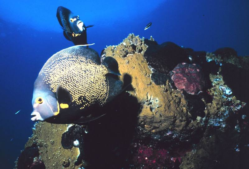 French Angelfish (Pomacanthus paru) {!--프랑스신선돔-->; DISPLAY FULL IMAGE.