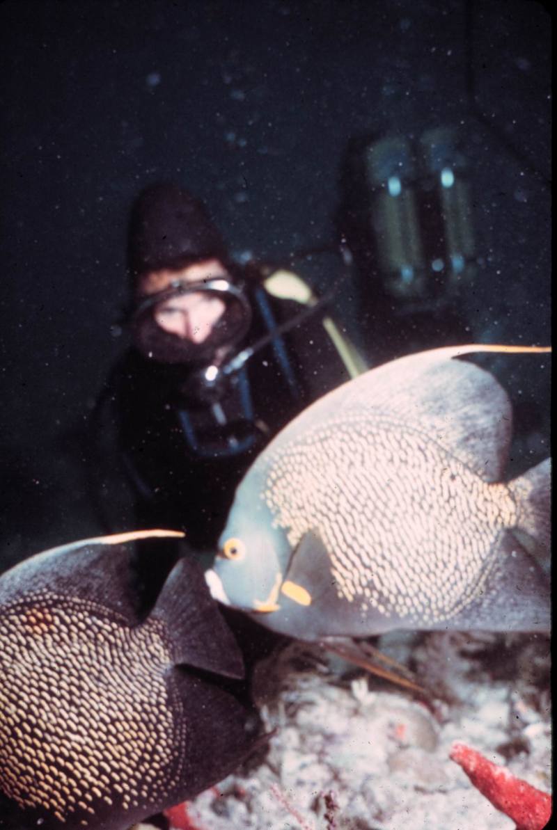 French Angelfish (Pomacanthus paru) {!--프랑스신선돔-->; DISPLAY FULL IMAGE.