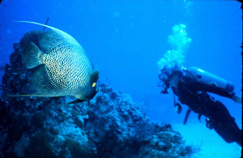 French Angelfish (Pomacanthus paru) {!--프랑스신선돔-->; DISPLAY FULL IMAGE.