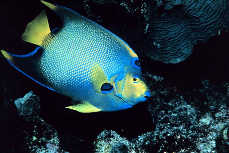 Queen Angelfish (Holacanthus ciliaris) {!--여왕신선돔-->; DISPLAY FULL IMAGE.