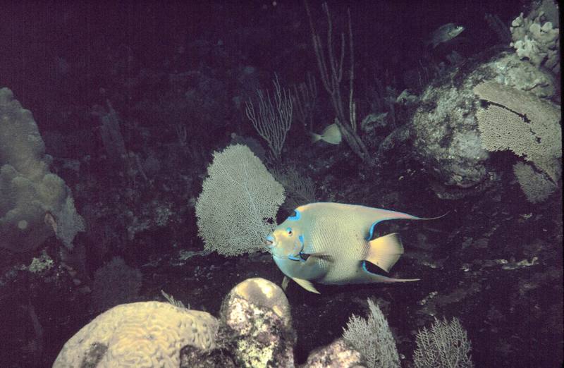 Queen Angelfish (Holacanthus ciliaris) {!--여왕신선돔-->; DISPLAY FULL IMAGE.