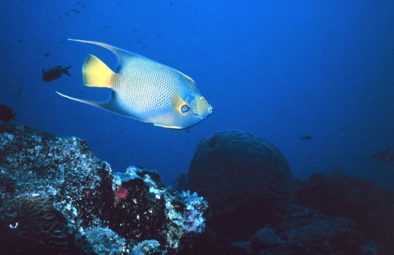 Queen Angelfish (Holacanthus ciliaris) {!--여왕신선돔-->; DISPLAY FULL IMAGE.