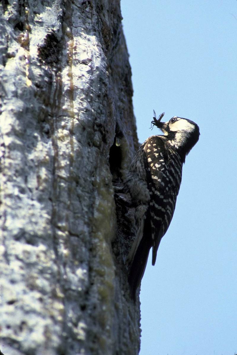 Red-cockaded Woodpecker (Picoides borealis) {!--붉은벼슬딱다구리-->; DISPLAY FULL IMAGE.