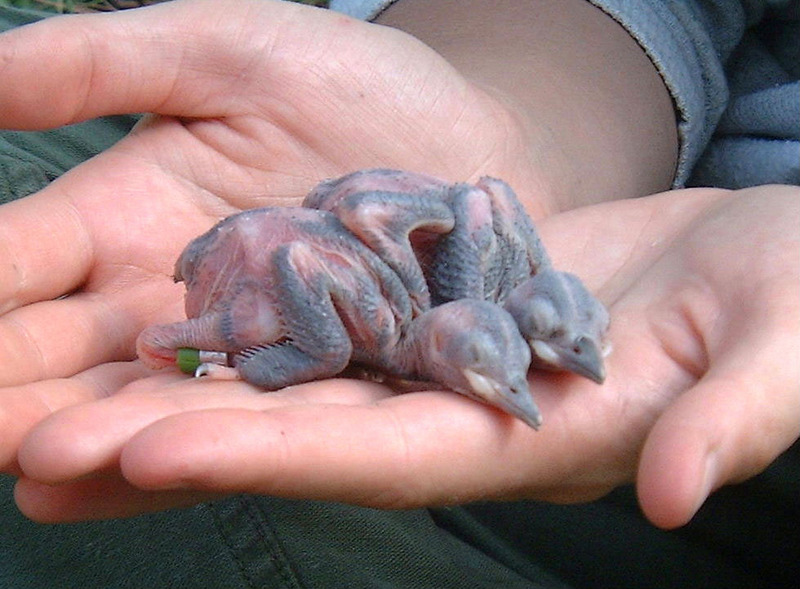 Red-cockaded Woodpecker chicks (Picoides borealis) {!--붉은벼슬딱다구리-->; DISPLAY FULL IMAGE.