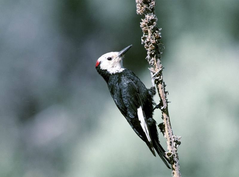 White-headed Woodpecker (Picoides albolarvatus) {!--흰머리딱다구리-->; DISPLAY FULL IMAGE.