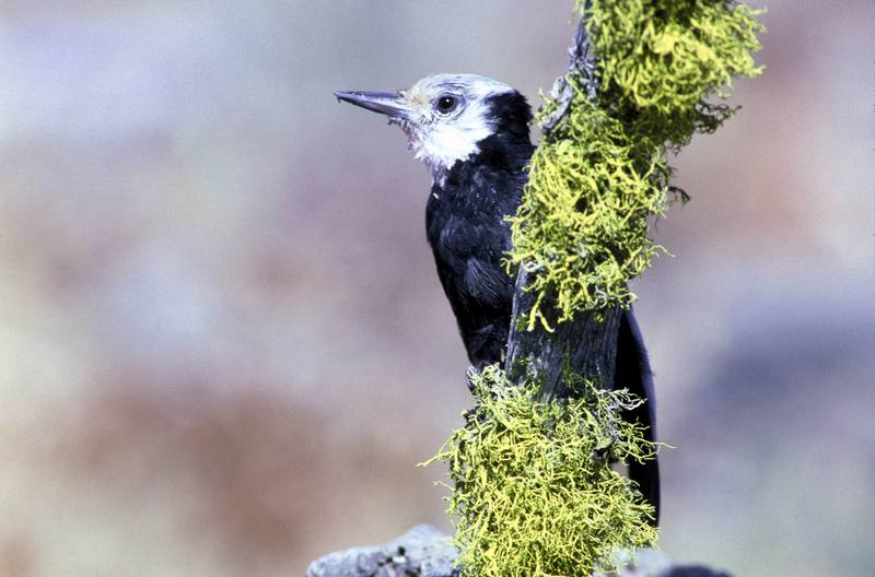 White-headed Woodpecker (Picoides albolarvatus) {!--흰머리딱다구리-->; DISPLAY FULL IMAGE.