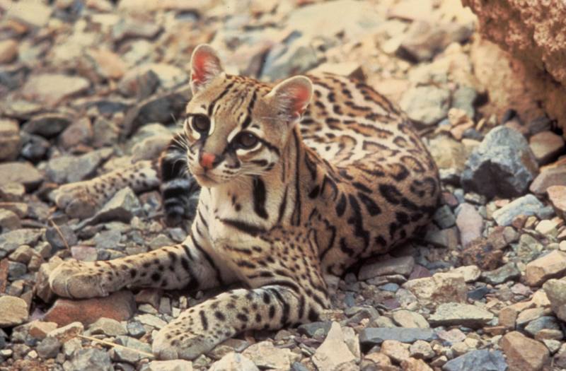 Ocelot (Leopardus pardalis) {!--오셀롯-->; DISPLAY FULL IMAGE.