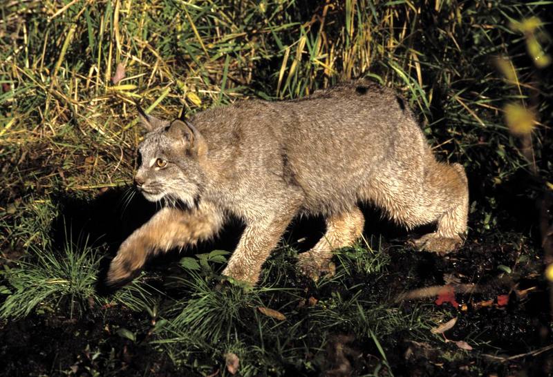 Canada Lynx (Lynx canadensis) {!--캐나다스라소니,검은귀스라소니-->; DISPLAY FULL IMAGE.