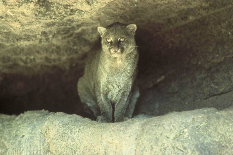 Jaguarundi (Herpailurus yaguarondi) {!--족제비고양이(하구아룬디)-->; DISPLAY FULL IMAGE.