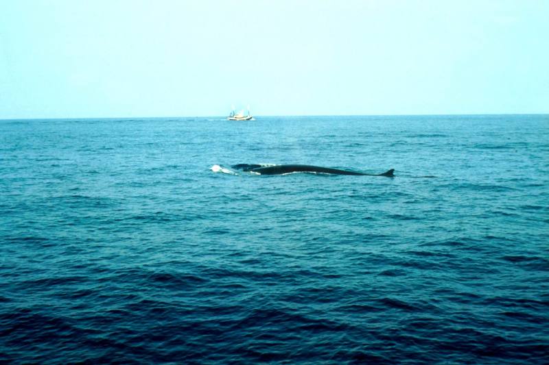 Fin Whale (Balaenoptera physalus) {!--참고래-->; DISPLAY FULL IMAGE.