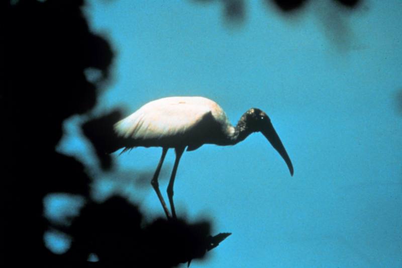 Wood Stork (Mycteria americana) {!--검은머리황새-->; DISPLAY FULL IMAGE.