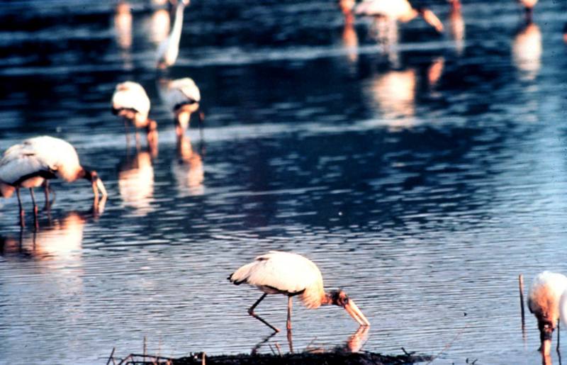 Wood Storks (Mycteria americana) {!--검은머리황새-->; DISPLAY FULL IMAGE.
