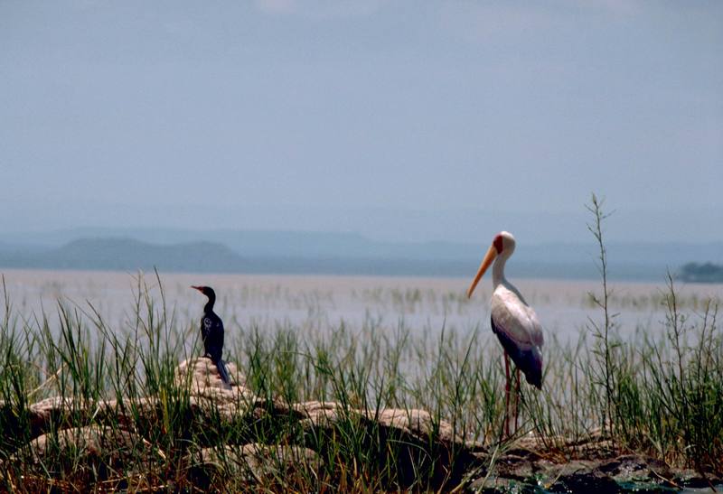 Cormorant & Yellow-billed Stork (Mycteria ibis) {!--노랑부리황새-->; DISPLAY FULL IMAGE.