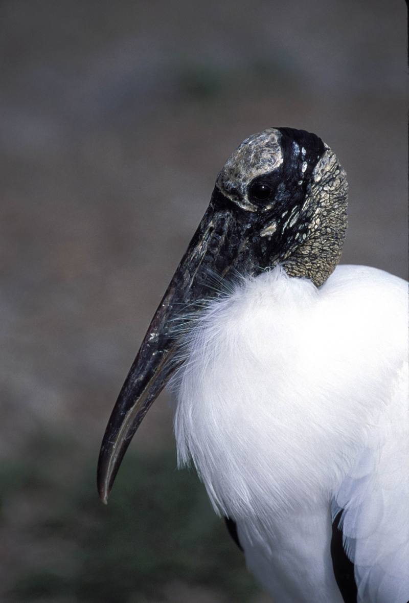 Wood Stork (Mycteria americana) {!--검은머리황새-->; DISPLAY FULL IMAGE.